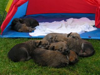 A Wurf 11 Geburtstag