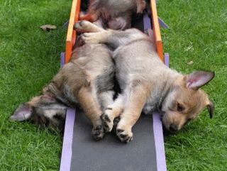 A Wurf 12 Geburtstga