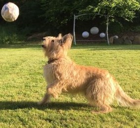 Antonie Filou 10 J 7 Mon