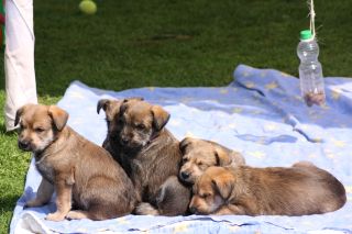 B Wurf Geburtstag 2019