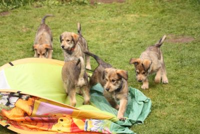 C Wurf 9 Geburtstag klein