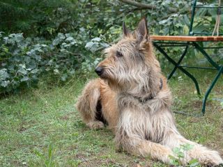 Clochard 9 Jahre klein