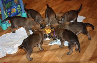 D Wurf 6. Geburtstag