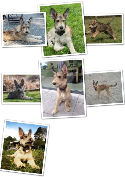 D Wurf Collage 2022.klein